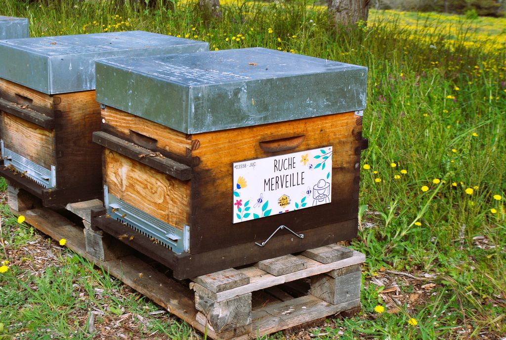 La ruche Merveille