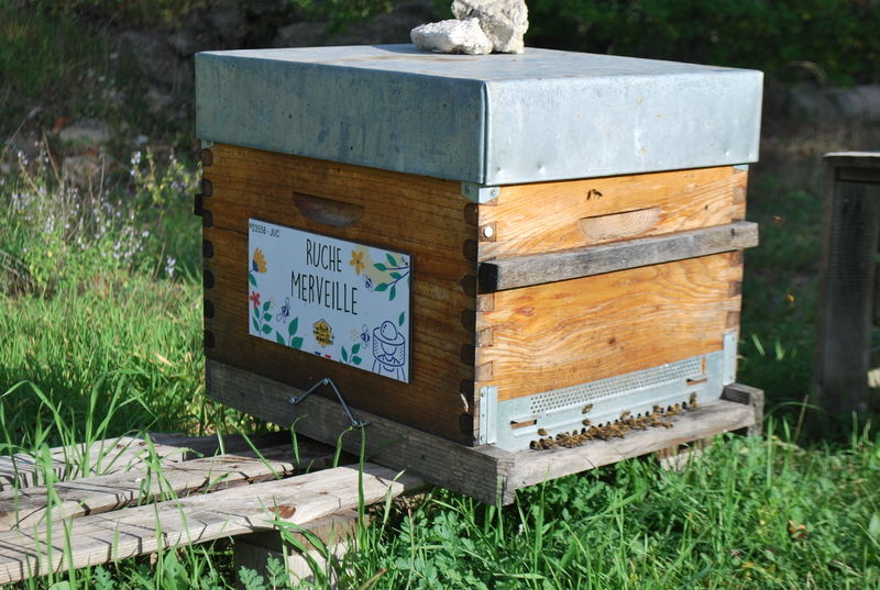 La ruche Merveille