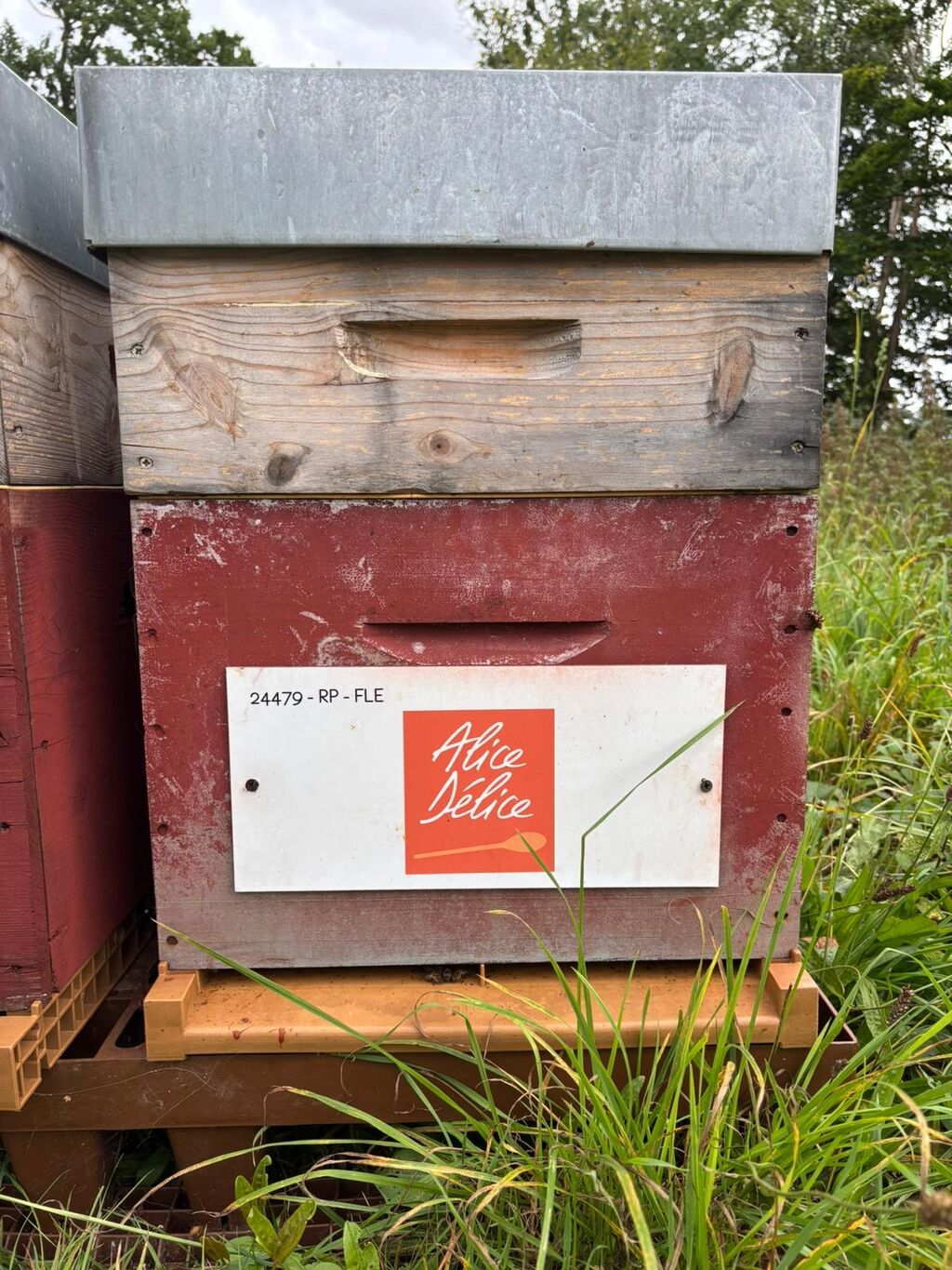 La ruche Alice Délice Val d Europe