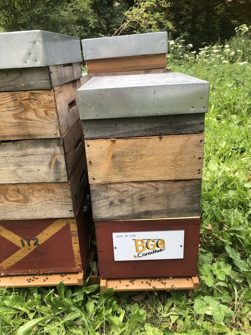 La ruche BGO Consultants