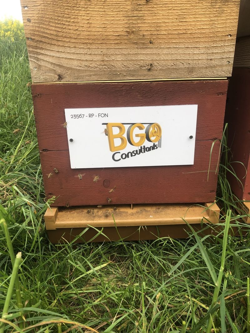 La ruche BGO Consultants