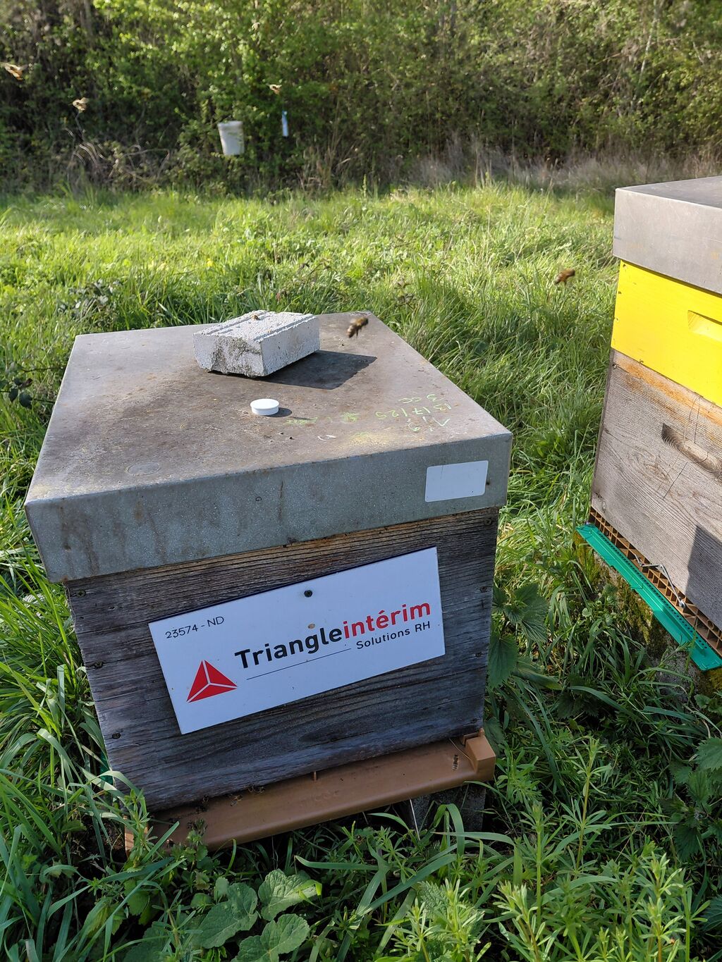 La ruche TRIANGLE INTERIM SOLUTIONS RH