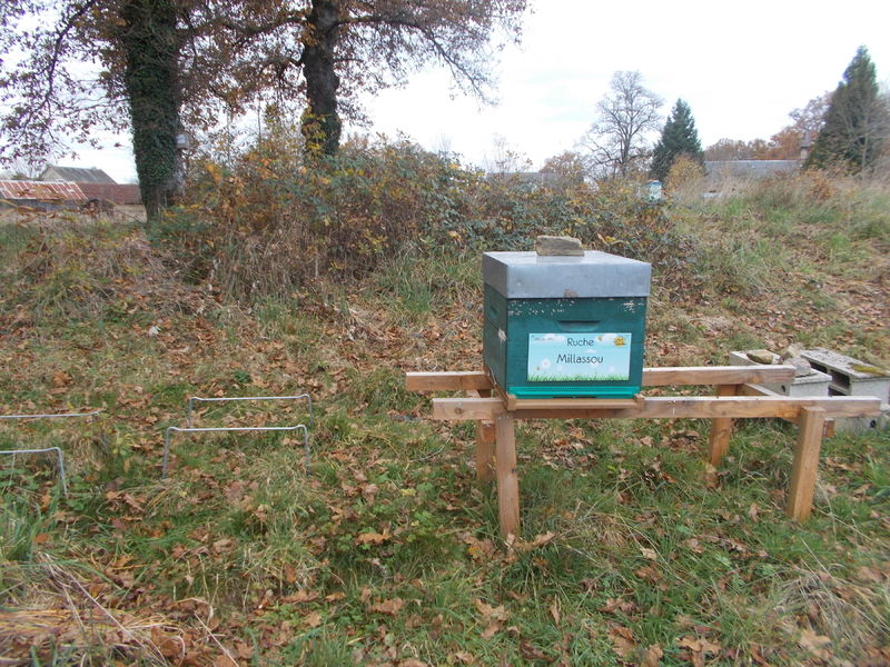 La ruche Millassou