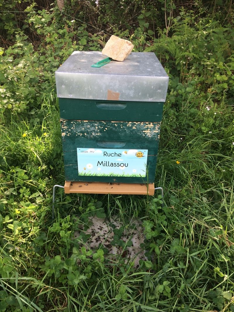 La ruche Millassou