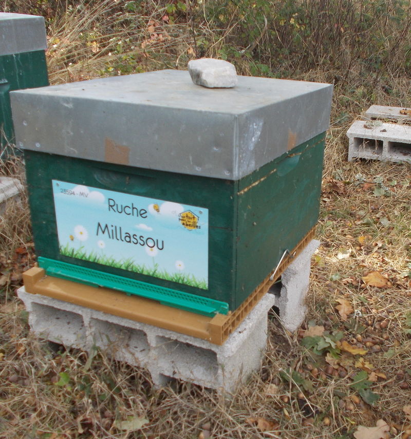 La ruche Millassou