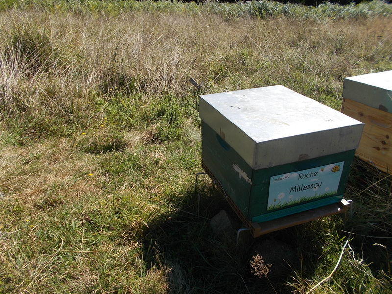 La ruche Millassou
