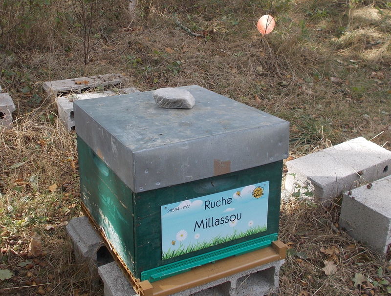 La ruche Millassou