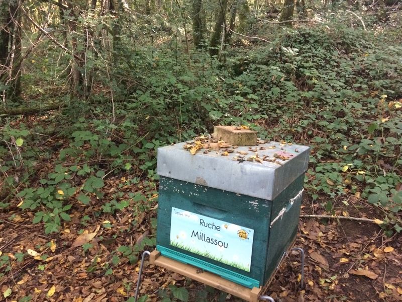 La ruche Millassou