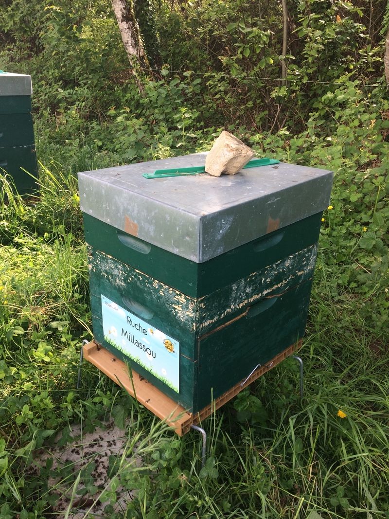 La ruche Millassou