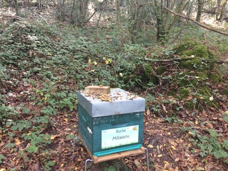 La ruche Millassou