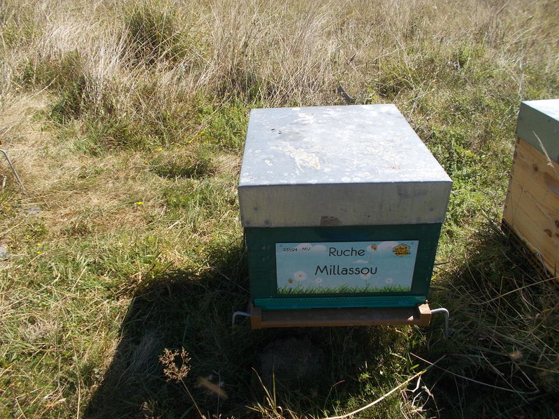 La ruche Millassou