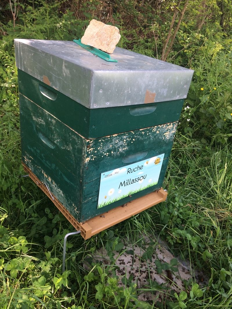 La ruche Millassou