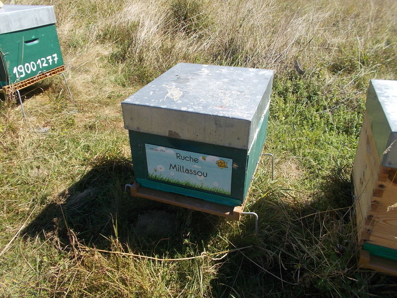 La ruche Millassou