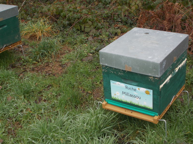 La ruche Millassou