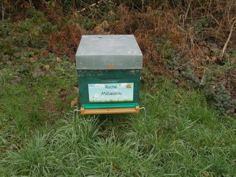La ruche Millassou