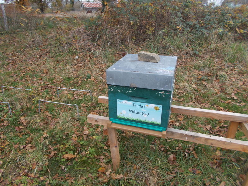 La ruche Millassou