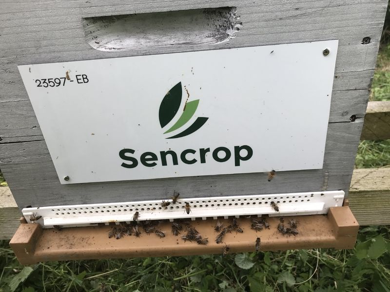 La ruche SENCROP