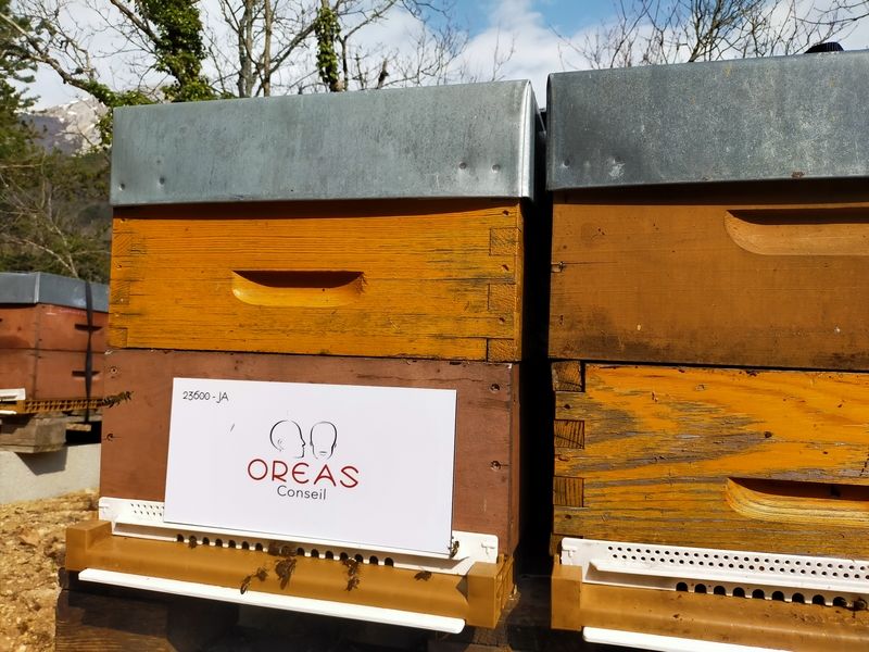 La ruche Oreas Conseil