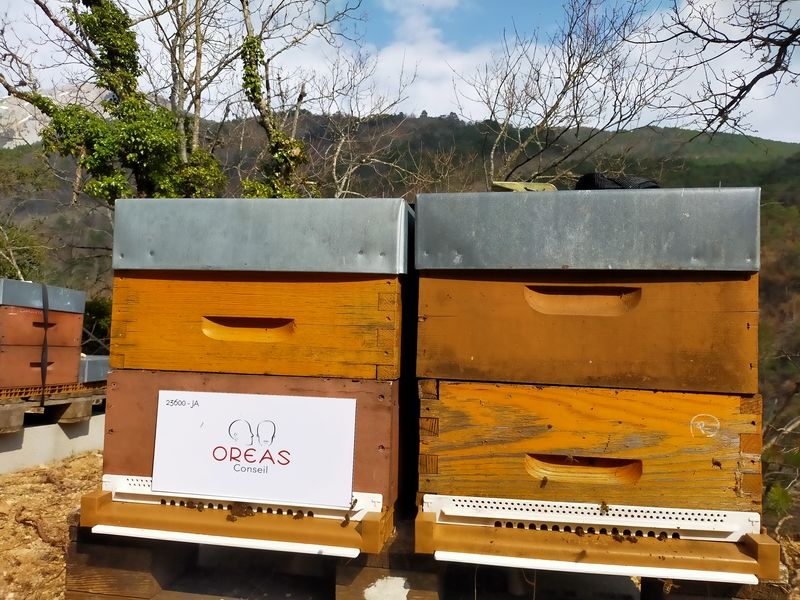 La ruche Oreas Conseil