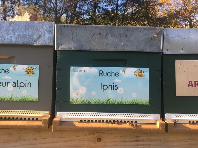 La ruche Iphis