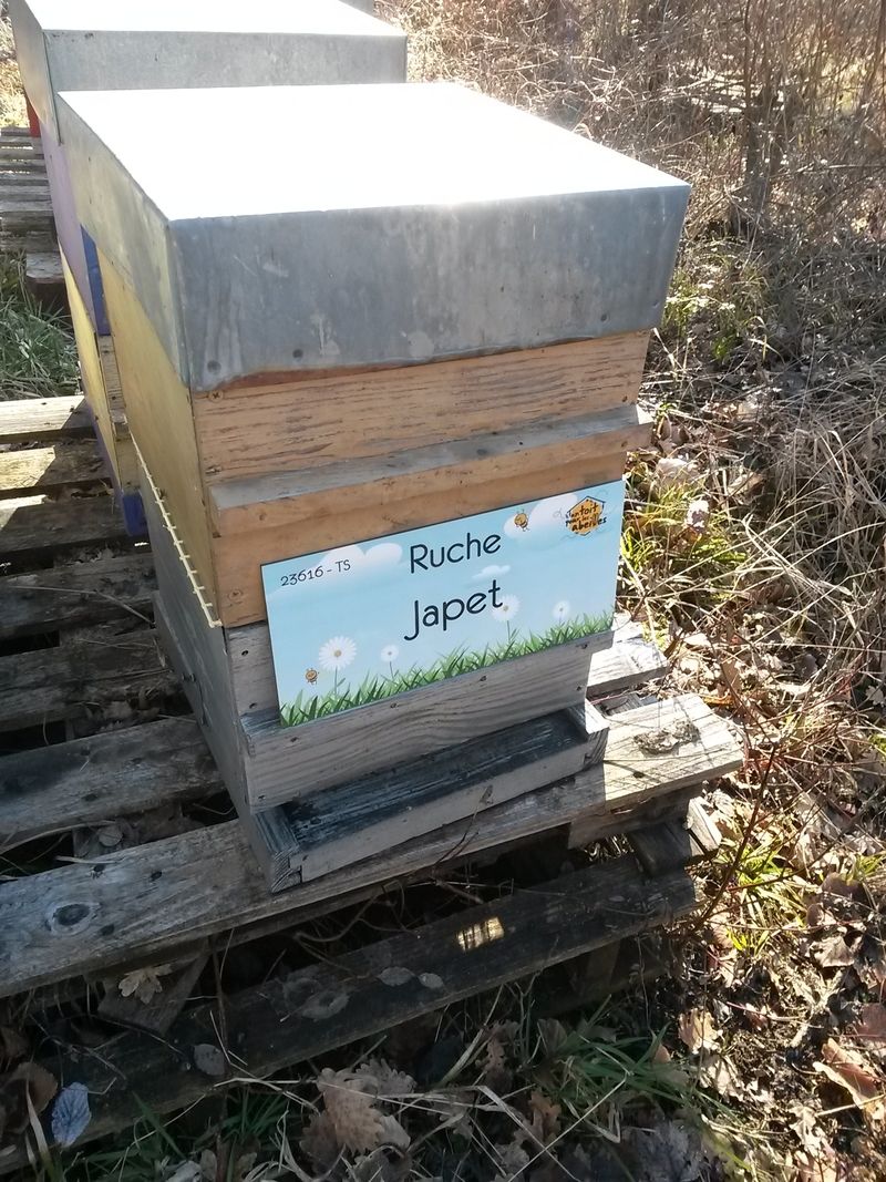 La ruche Japet