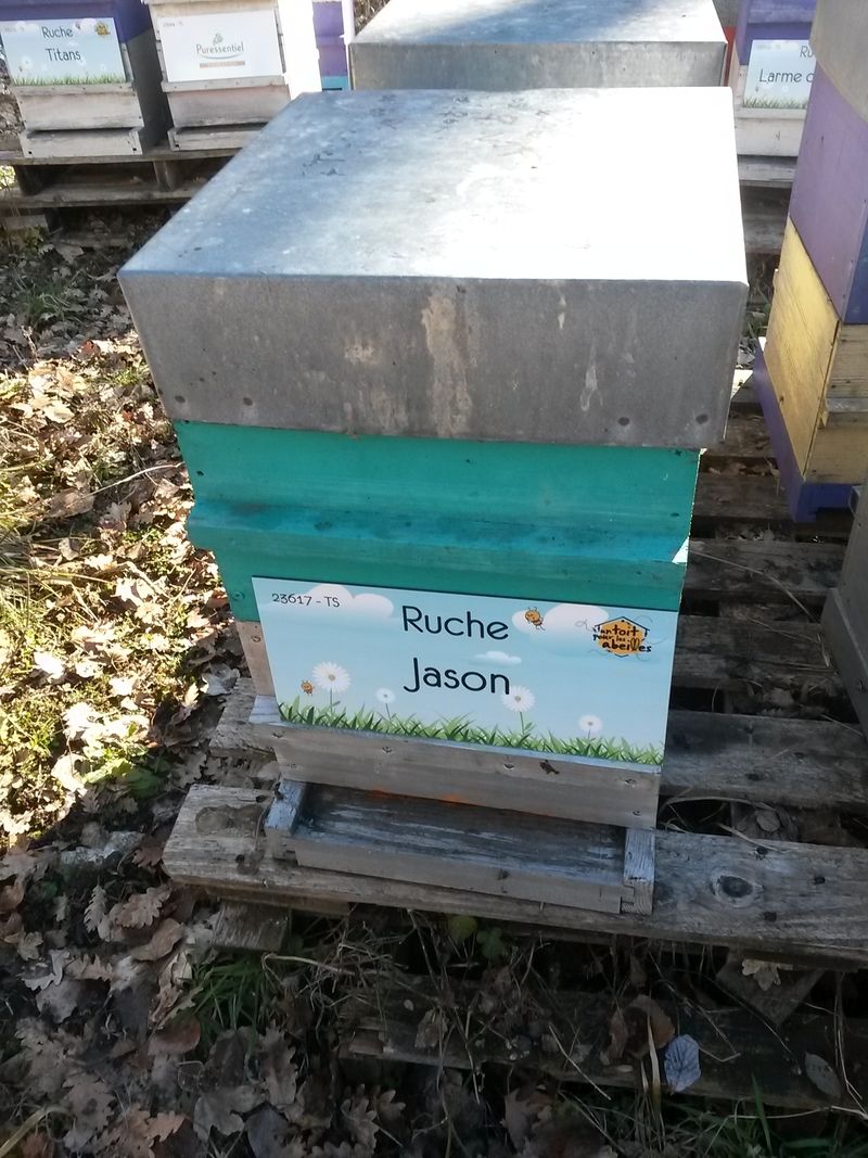 La ruche Jason