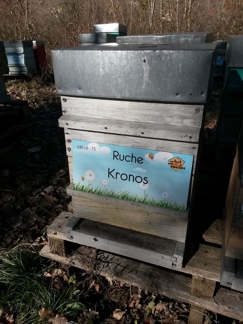 La ruche Kronos