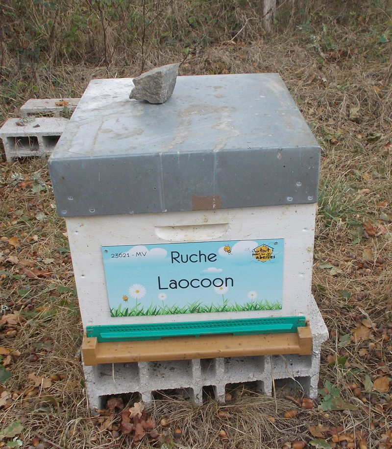 La ruche Laocoon