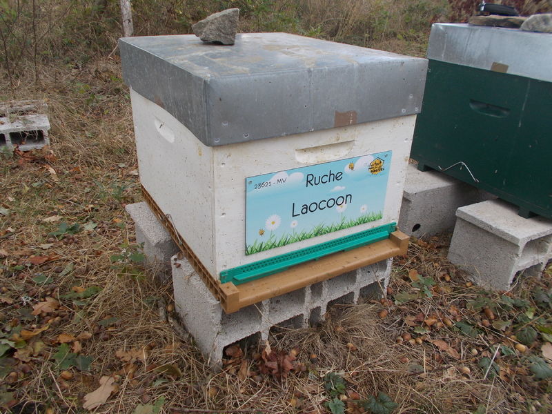 La ruche Laocoon