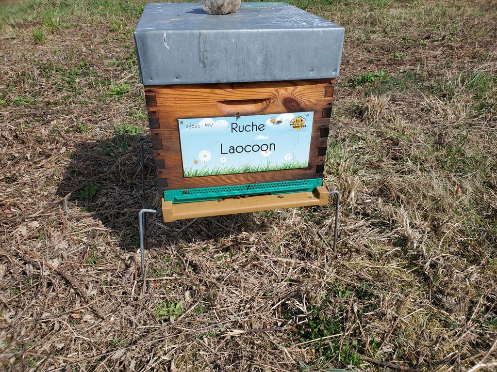 La ruche Laocoon