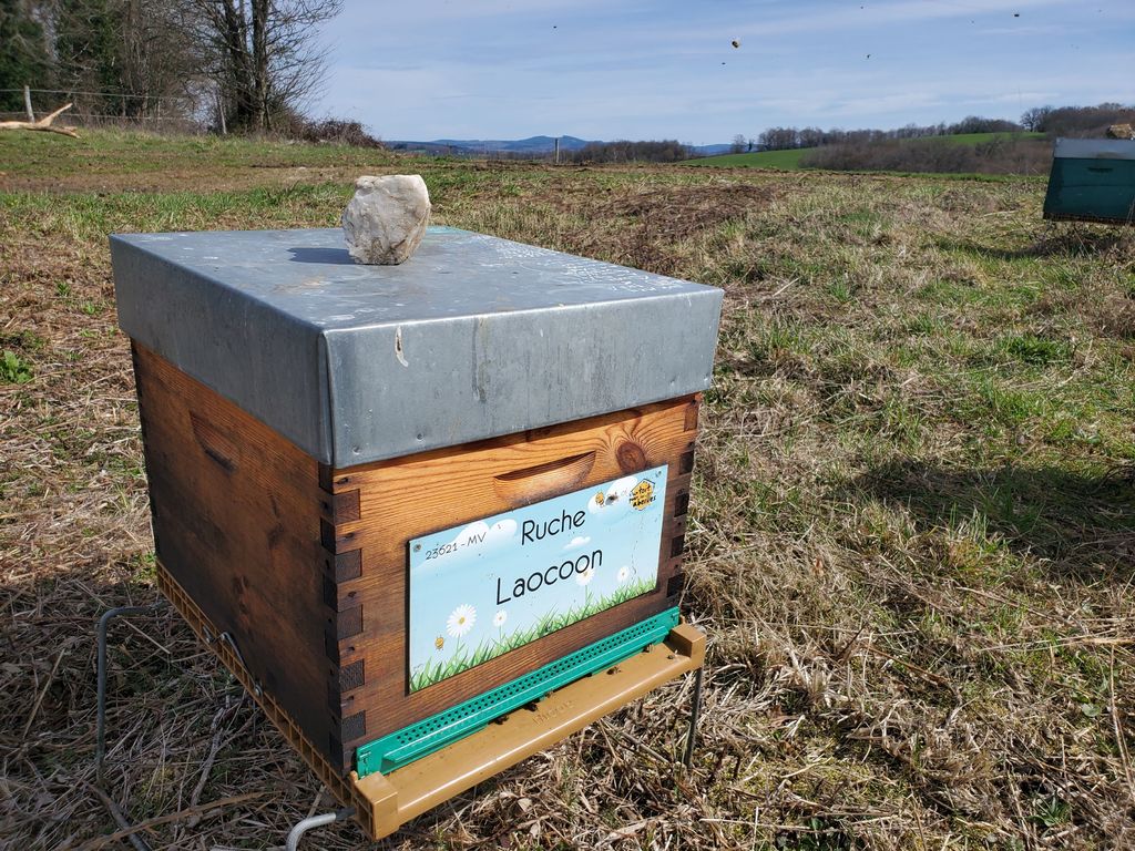 La ruche Laocoon