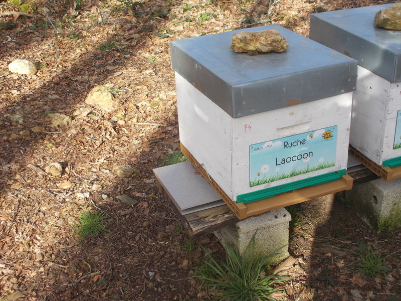 La ruche Laocoon
