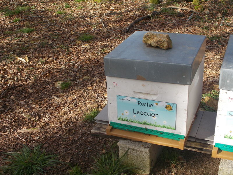 La ruche Laocoon