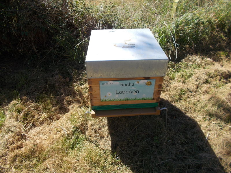 La ruche Laocoon