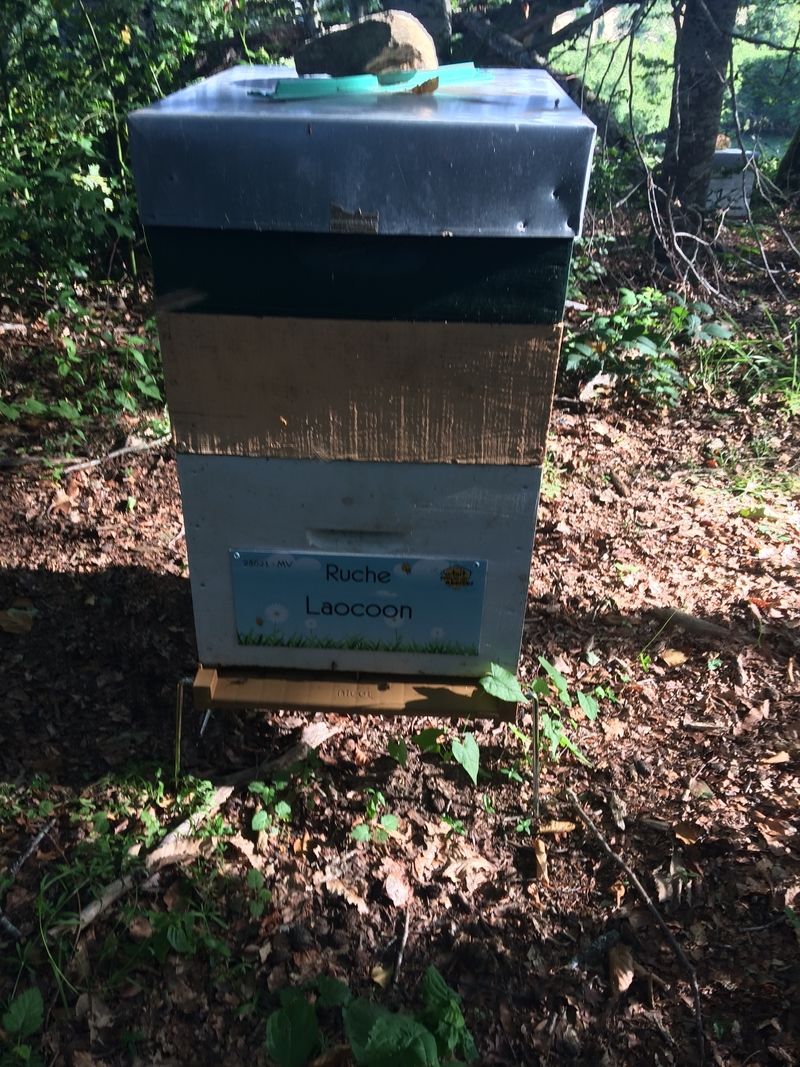 La ruche Laocoon