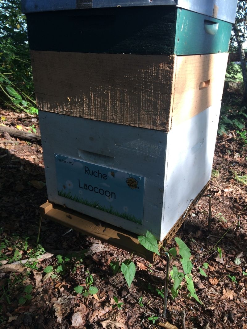 La ruche Laocoon