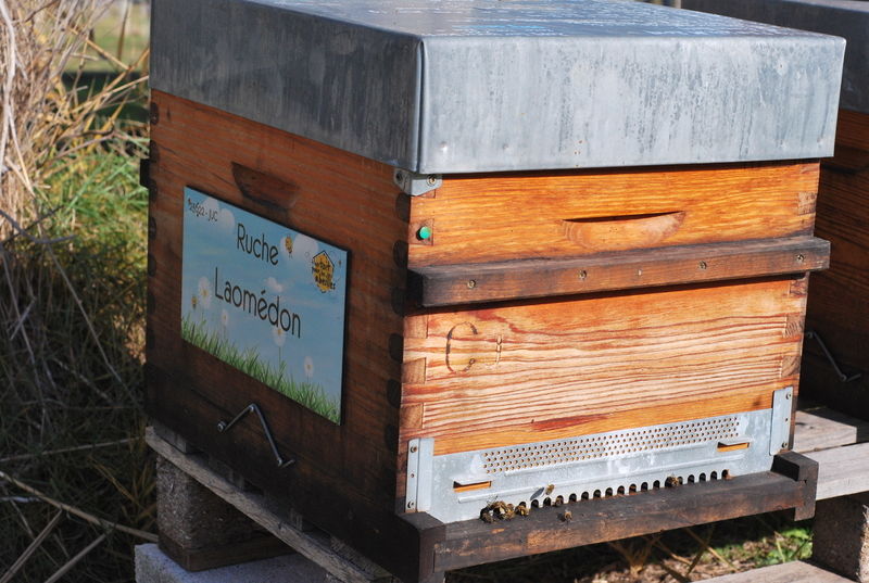 La ruche Laomédon