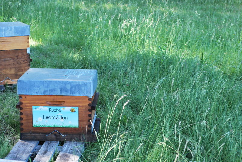 La ruche Laomédon