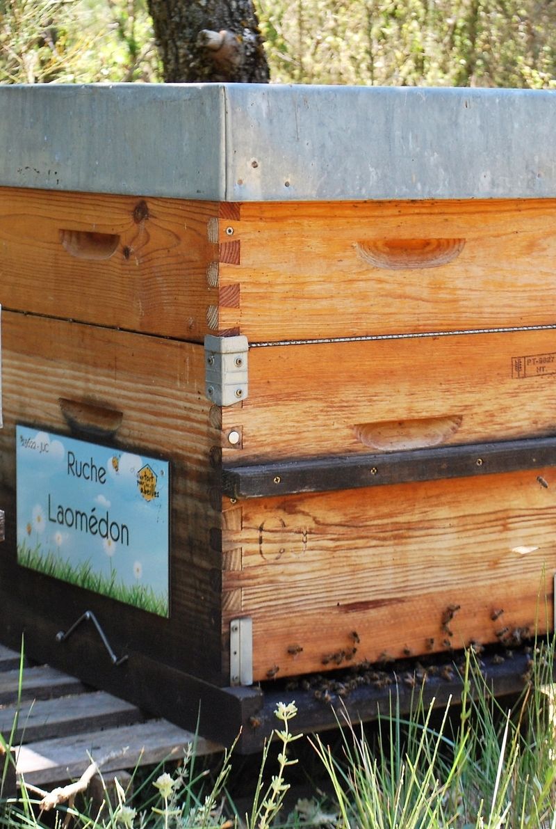 La ruche Laomédon