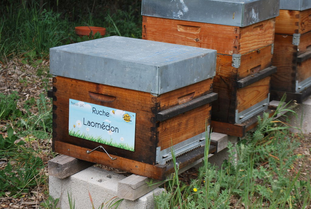 La ruche Laomédon