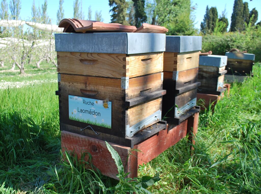 La ruche Laomédon