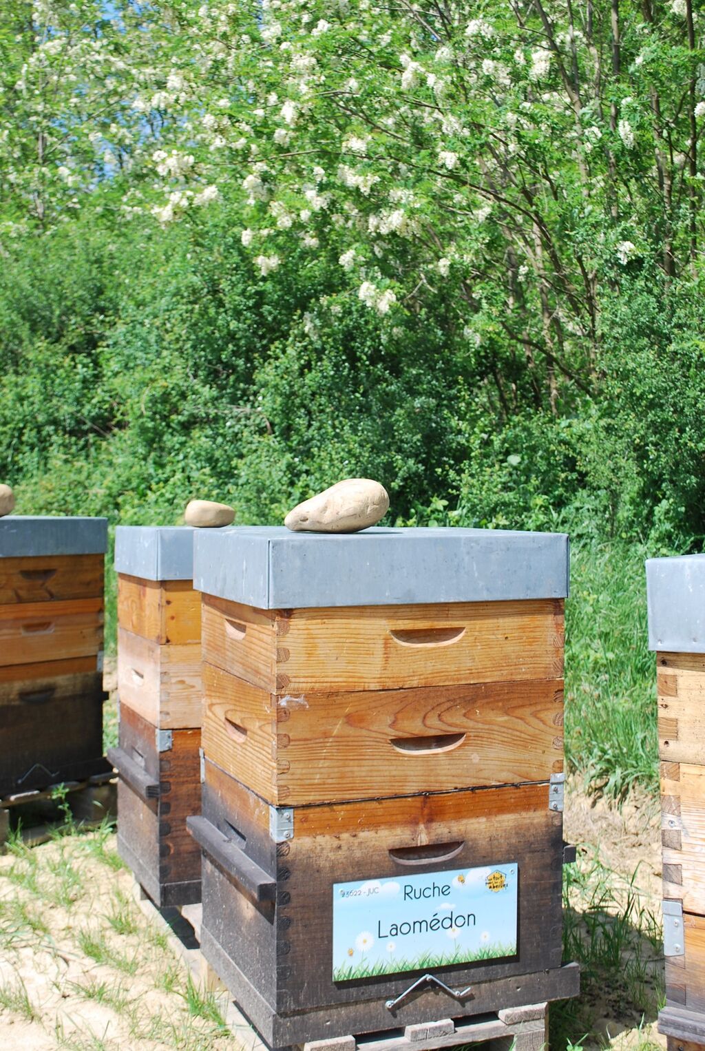 La ruche Laomédon