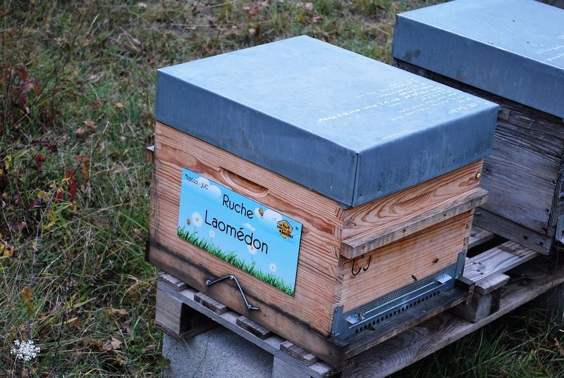 La ruche Laomédon