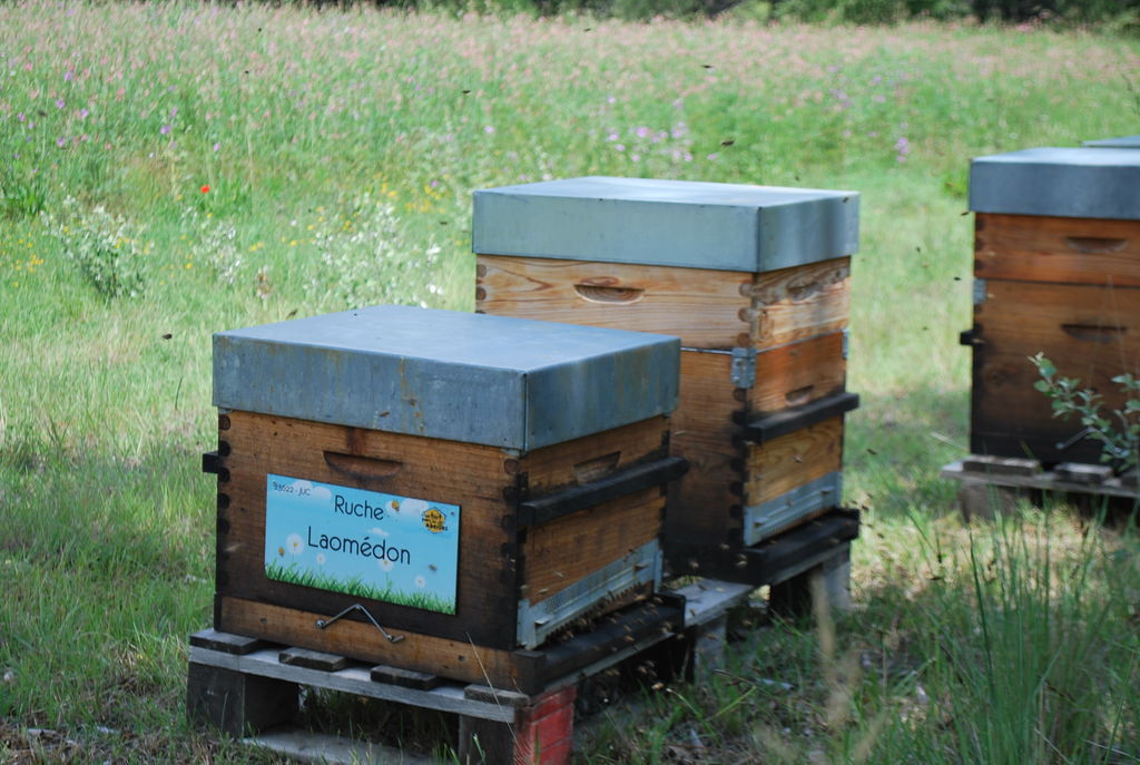 La ruche Laomédon