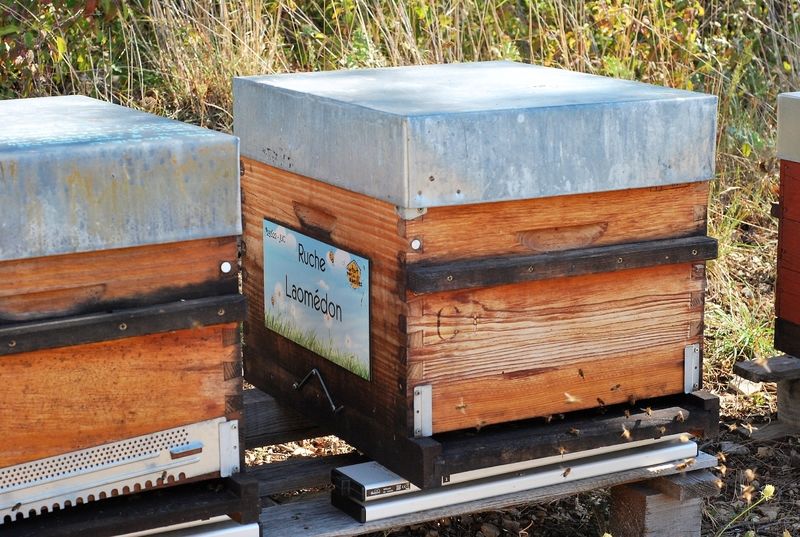 La ruche Laomédon