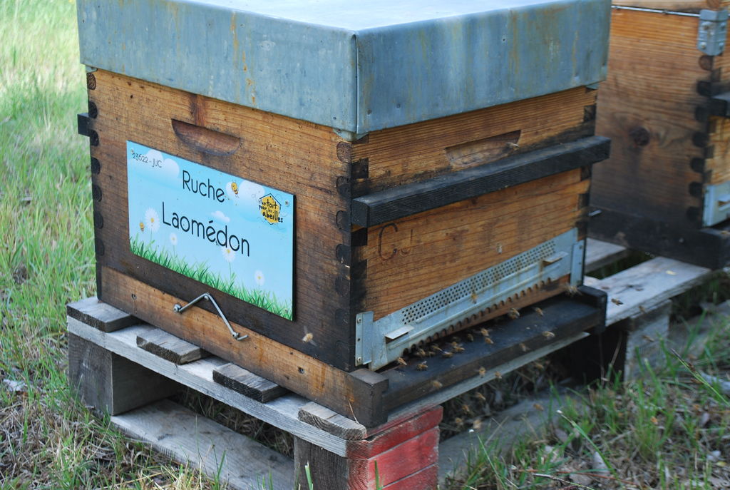 La ruche Laomédon