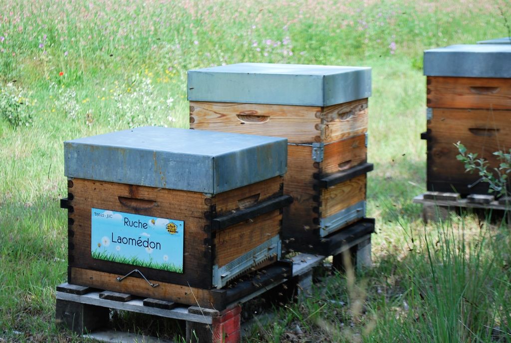 La ruche Laomédon
