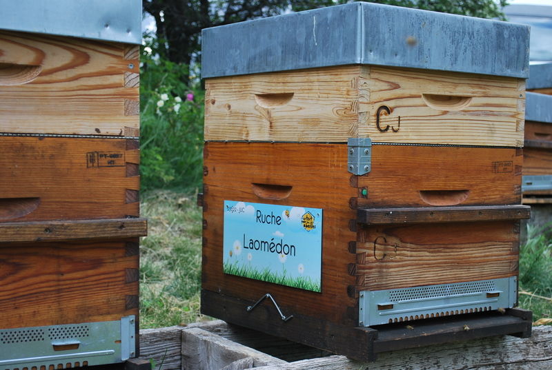 La ruche Laomédon