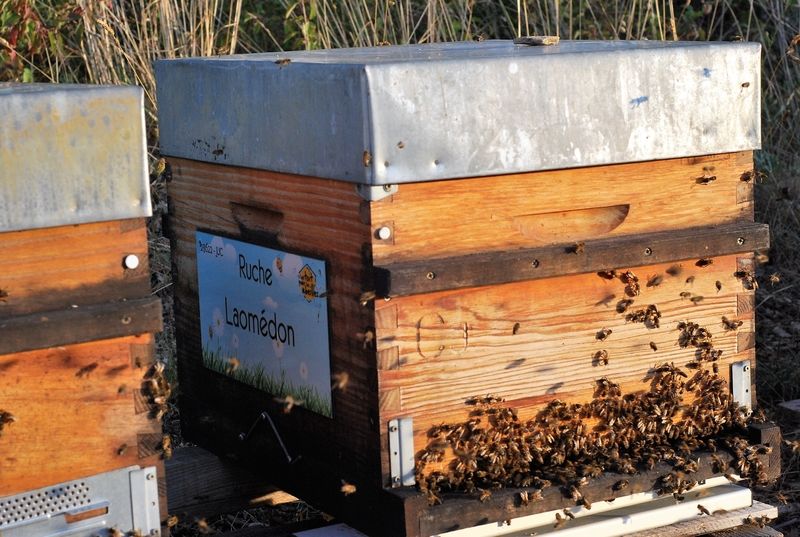 La ruche Laomédon