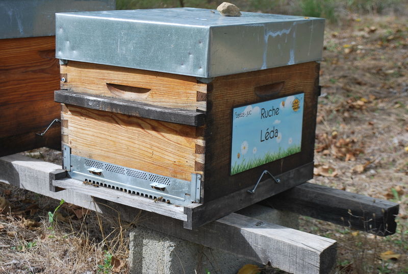 La ruche Léda